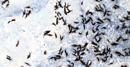 Widzisz czarne "kropki" na śniegu? Nie panikuj. Wyjaśniamy