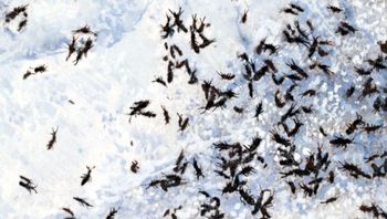 Widzisz czarne "kropki" na śniegu? Nie panikuj. Wyjaśniamy