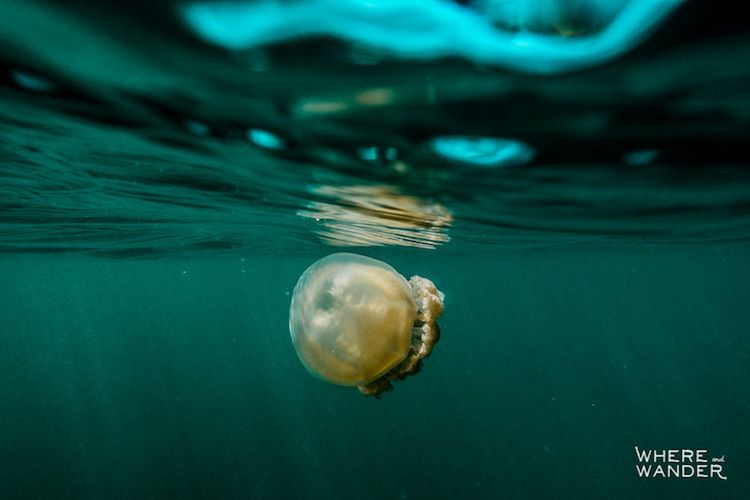 Fotograf, który odważył się pływać wśród setek meduz 6