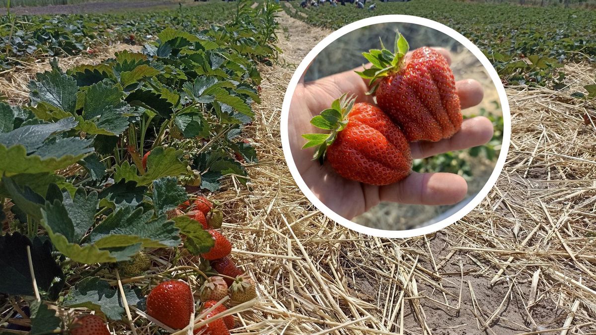 Truskawki w czasie samozbiorów