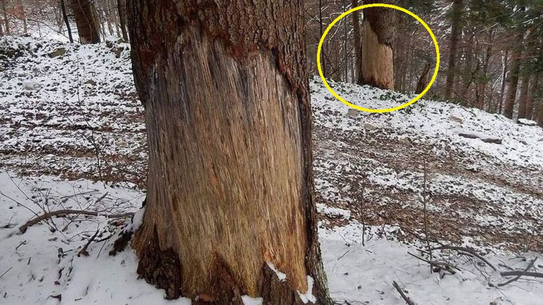 Leśnicy z Podkarpacia pokazali ciekawe zdjęcie 