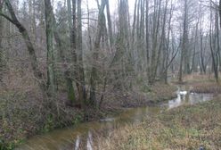 Kolejna martwa rzeka. Setki śniętych ryb