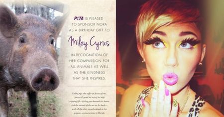 Miley dostała na urodziny... ŚWINIĘ! (FOTO)
