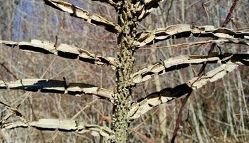 "Gdzieś na skraju lasu". Ujęcie rozgrzało sieć. Spójrzcie