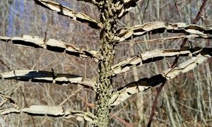 "Gdzieś na skraju lasu". Ujęcie rozgrzało sieć. Spójrzcie