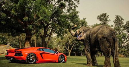 Lamborghini Aventador, felgi ADV.1 i słoń - niecodzienna sesja zdjęciowa [galeria]