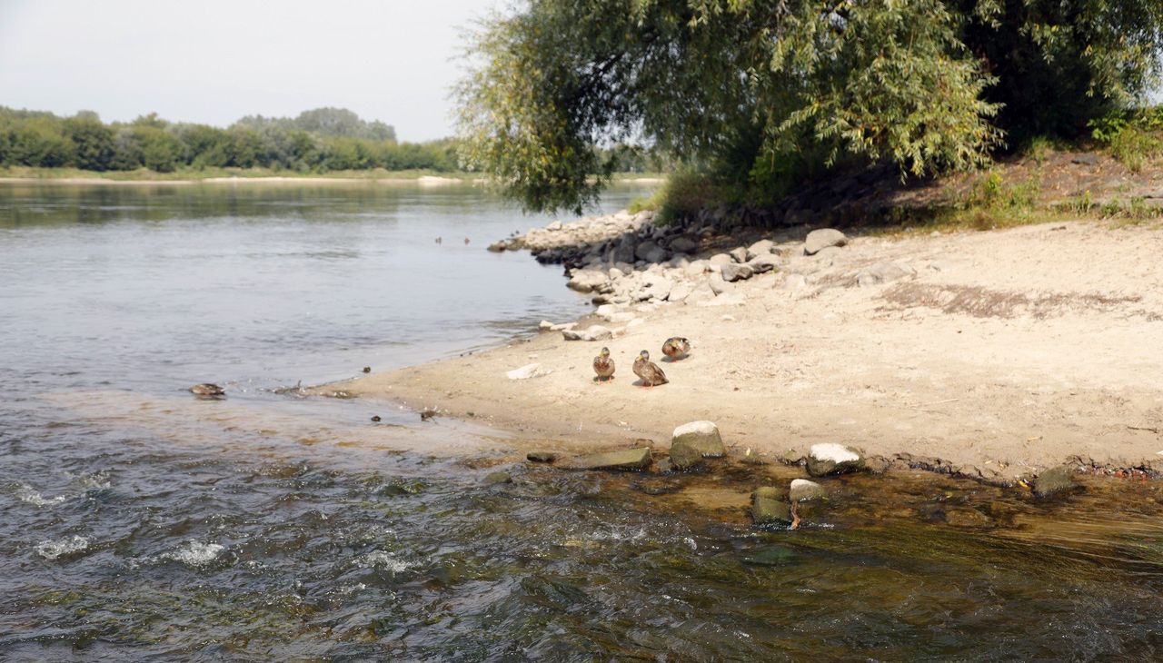 Grudziądz: W Wiśle od dawna nie było tak mało wody