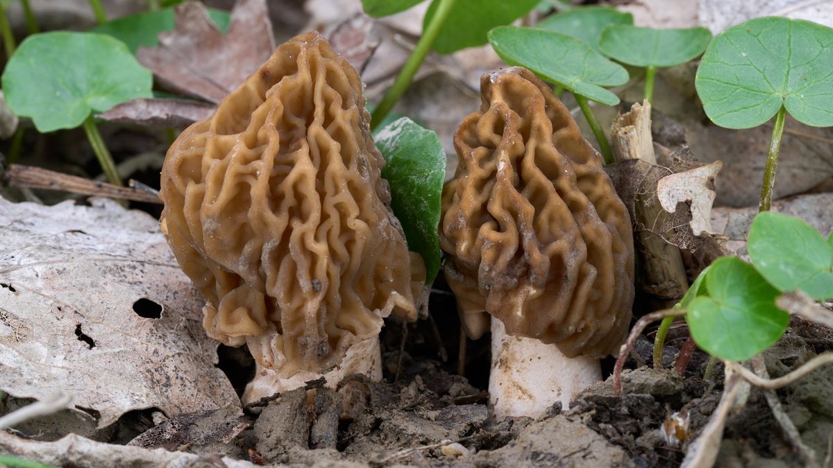 Naparstniczka czeska w Polsce jest pod ochroną