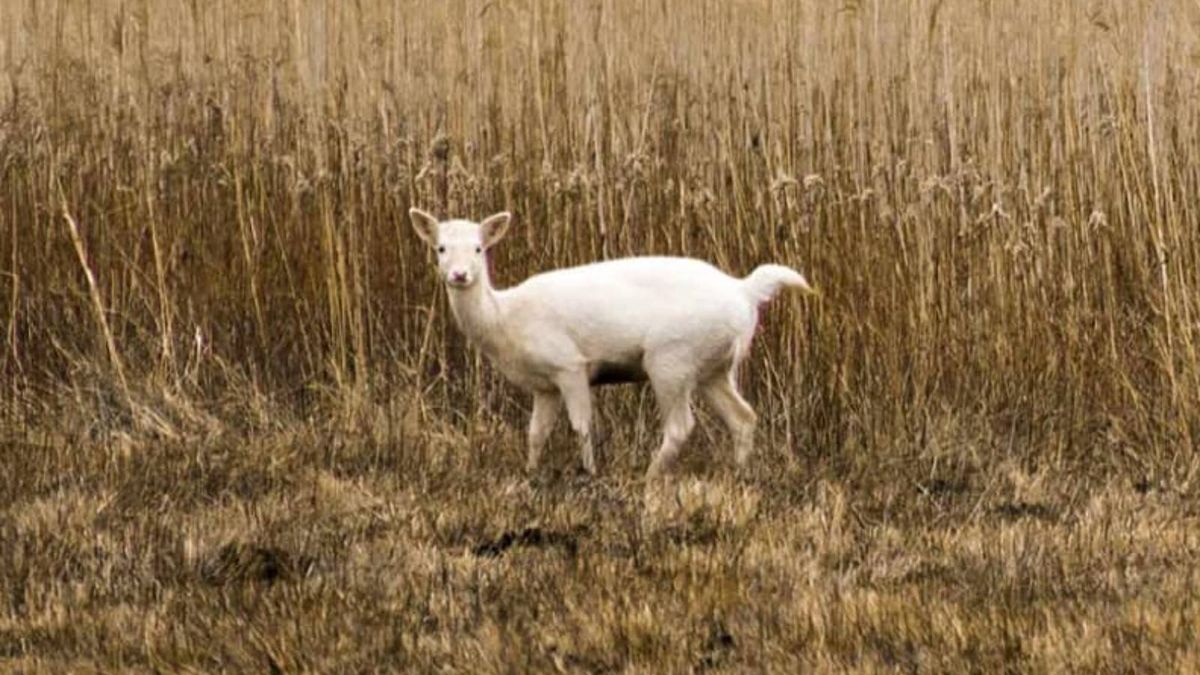 Daniele w polskim lesie najczęściej nie są koloru białego. Ten przypadek jest bardzo rzadki