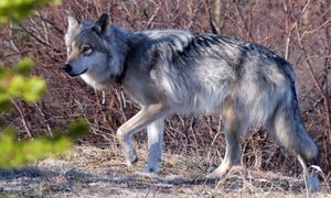 Wrócił ranny z lasu. Nagły zwrot. "Atakują, żeby zabić"