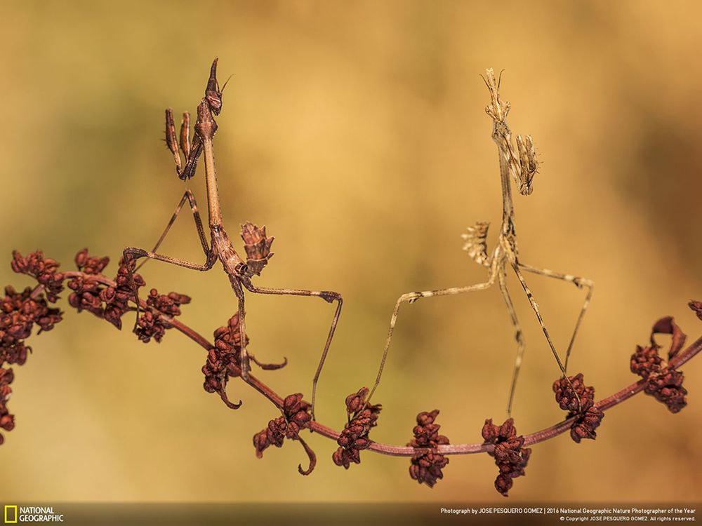 Poznaliśmy zwycięzców konkursu National Geographic Nature Photographer of the Year 2016 10