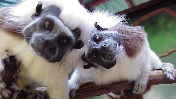 Wpadki i skandale w świecie nauki AD 2012 1