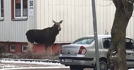 Łoś w środku miasta. Zdjęcie z Białegostoku hitem sieci