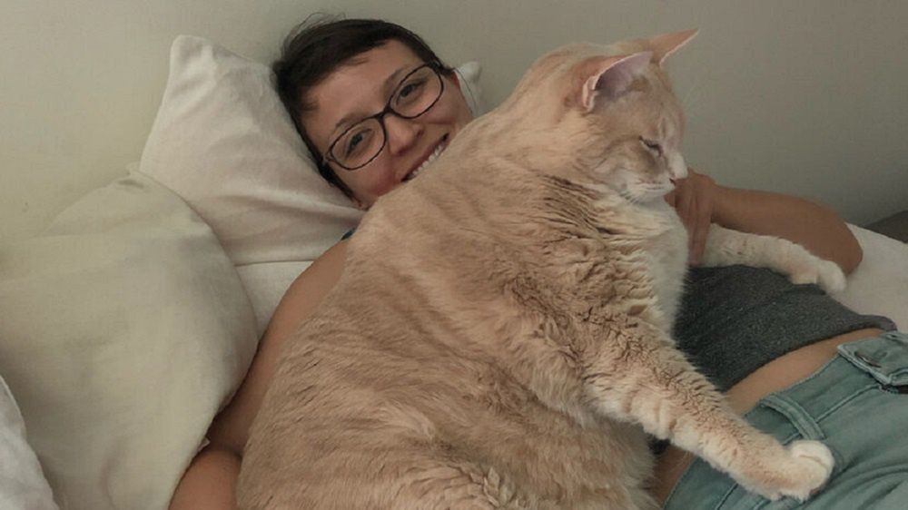 Nowi właściciele zatroszczyli się o otyłego kota