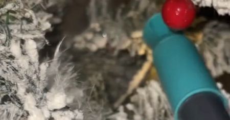 Spojrzała na choinkę. Myślała, że ma zwidy. Potem chwyciła za telefon