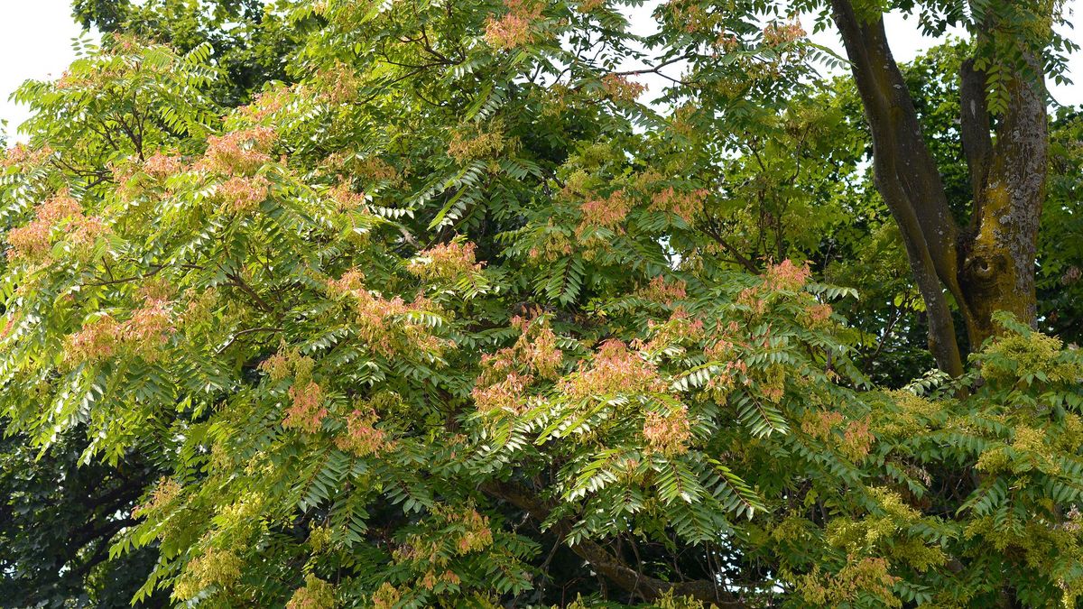 Bożodrzew gruczołowaty jest nielegalny w Polsce