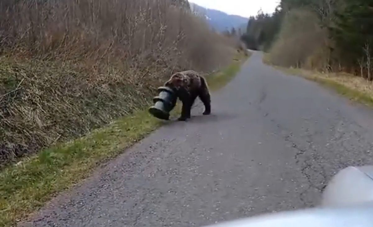 Przyrodnicy znaleźli niedźwiedzia po ponad dwóch tygodniach poszukiwań