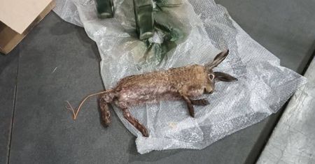 Faszerują ładunkami martwe zwierzęta. Kontrowersyjna taktyka Rosjan