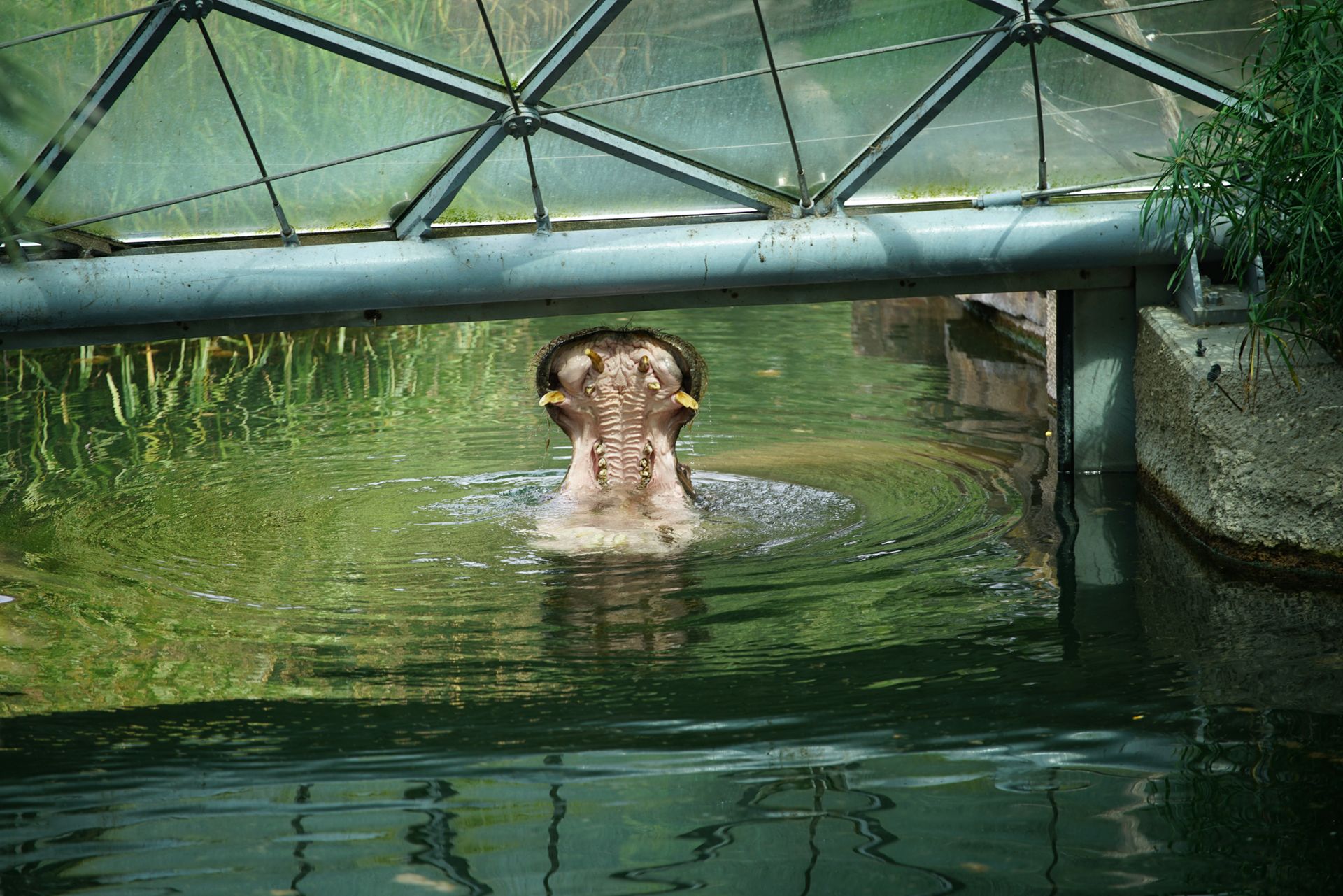 Sony FE 70–200 mm f/2.8 GM OSS - zdjęcia przykładowe z ZOO w Berlinie 20