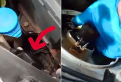 Odkrycie pod maską pojazdu. Kierowca miał skrytkę w lampie