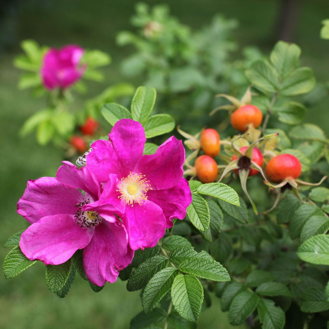 Piękna i zdrowa dzika róża