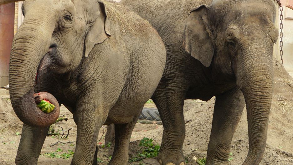 Wrocław. Swiatowy Dzień Słonia. W zoo święto