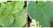 Nowy wirus dyniowatych – Moroccan watermelon virus