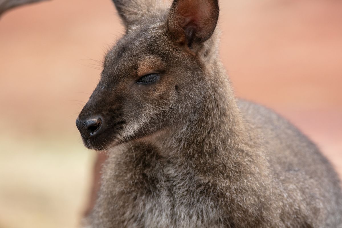 Naturalnym środowiskiem kangurów jest Australia