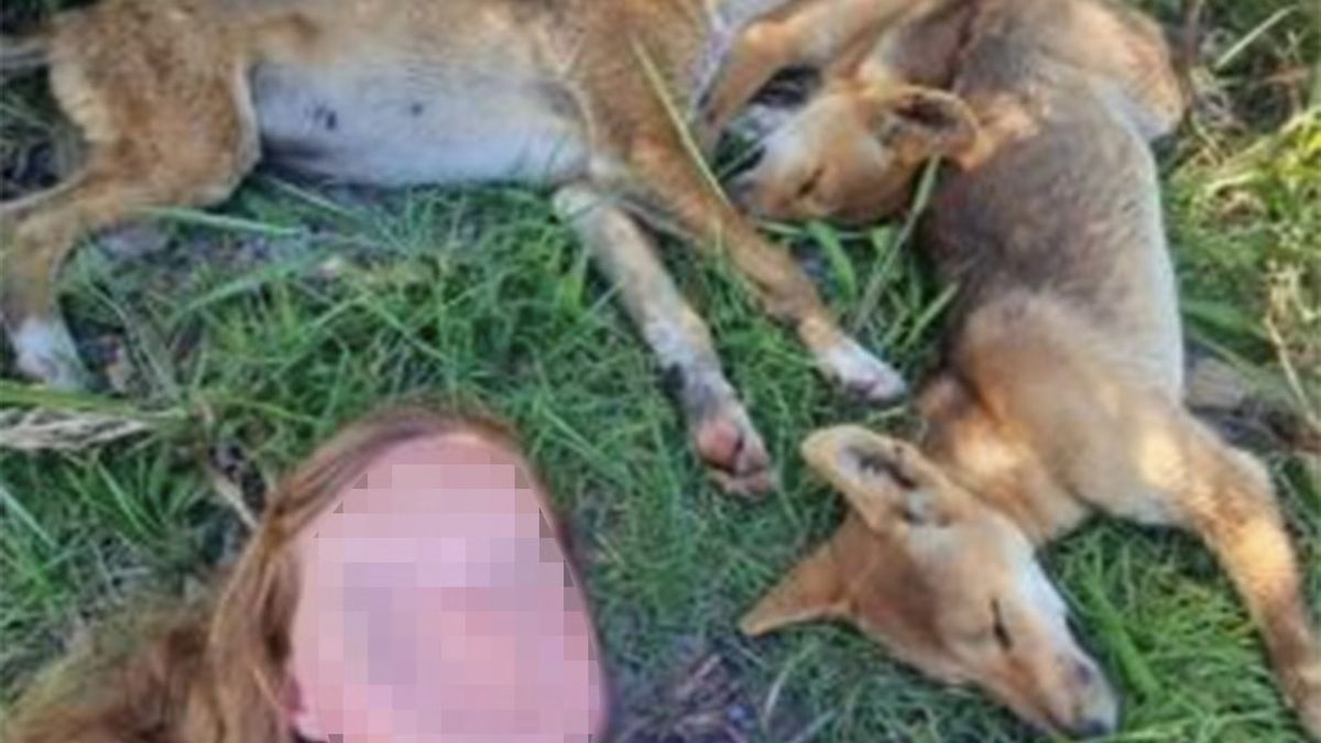 Selfie ze szczeniakami dingo to bardzo zły pomysł.