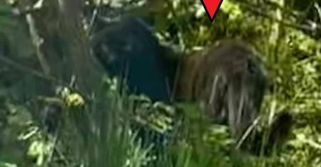 Kierowca uchwycił lamparta. "Zwierzę mogło uciec z zoo"
