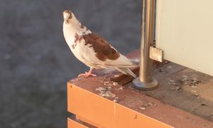 Wylej na balkonie, a gołębie się nie zbliżą. Zaczną omijać go z daleka