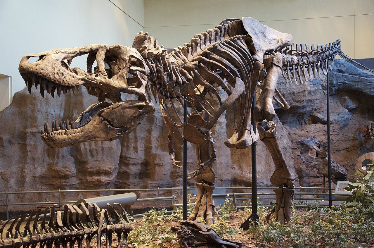 Tyrannosaurus skeleton