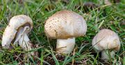 Wygląda jak jadalna pieczarka. Ale to bardzo podstępny i niebezpieczny grzyb