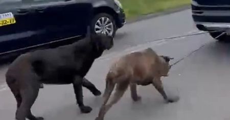 Koszmar w Pniówku. Dwie godziny ciągnął psy za samochodem
