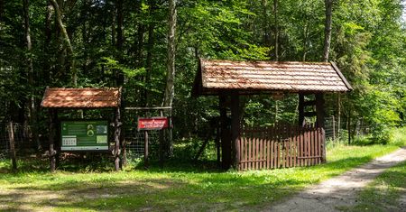 Odkryj magiczny Rezerwat Cisów w Czarnem – zielona perełka Pomorza