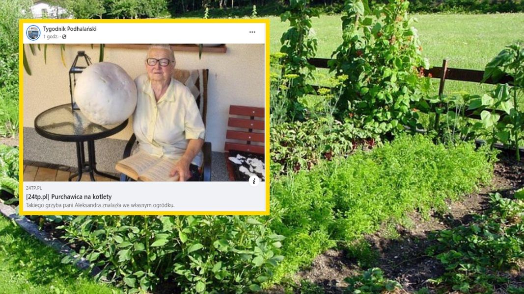 Pani Aleksandra znalazła w ogródku czasznicę olbrzymią. Zdj. ilustracyjne 