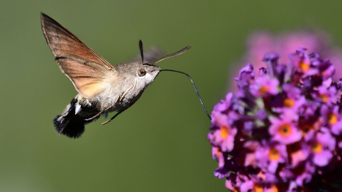 Fruczak gołąbek jest nazywany "polskim kolibrem"