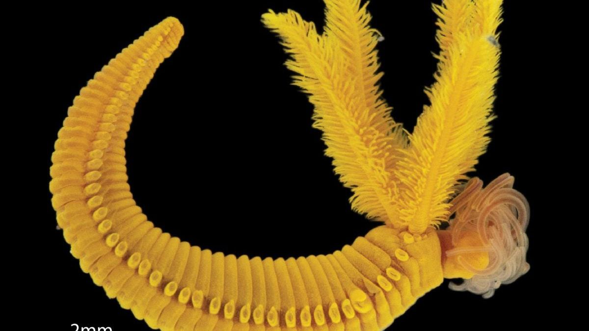 Ten organizm przystosował się do życia w wyjątkowych warunkach.