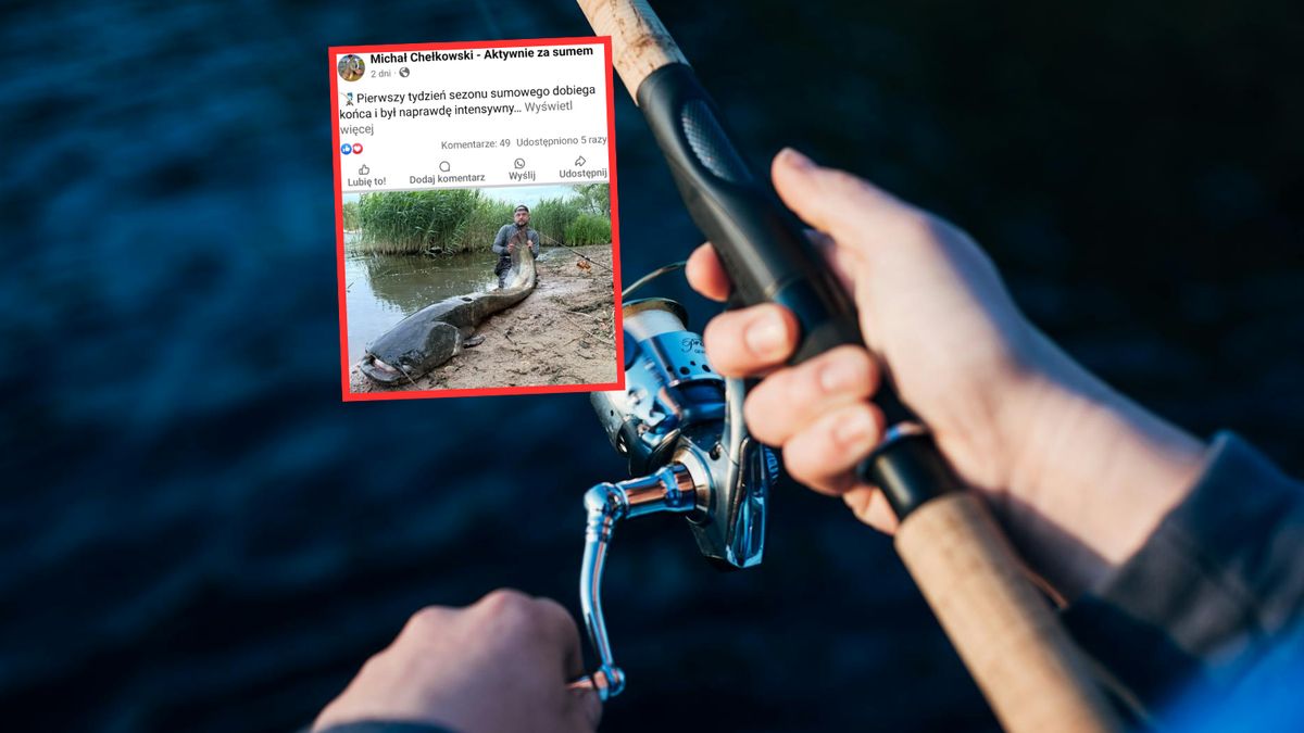 Złowił trzy sumy mierzące ponad dwa metry