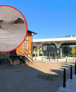 "Szczurze ZOO" w okolicach nowego dworca w Lublinie. "Naliczył 30"