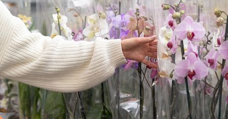 Ogrodnik ostrzega przed "skokiem na kasę". Wskazuje konkretną odmianę storczyka