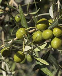 Skandal z fałszowaniem oliwy i sztucznym barwieniem oliwek we Włoszech