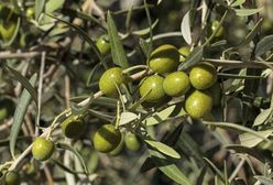 Skandal z fałszowaniem oliwy i sztucznym barwieniem oliwek we Włoszech