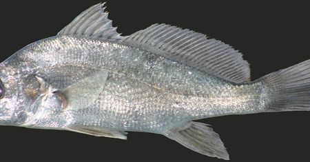 Surowy freshwater drum