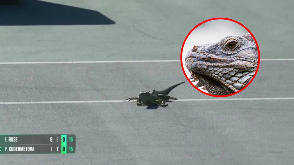 Twitter / SunSport / Na zdjęciu: iguana