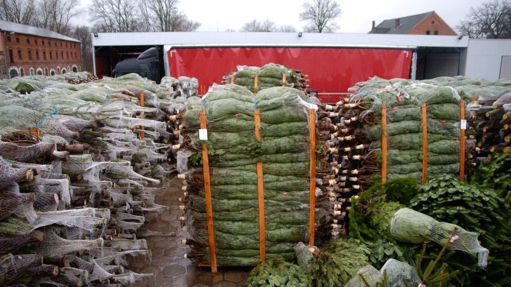 Choinki muszą pochodzić z legalnej wycinki i być sprzedawane w miejscach do tego wyznaczonych