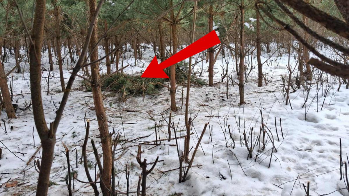 Pokazali zdjęcie z lasu. To dziczy barłóg.