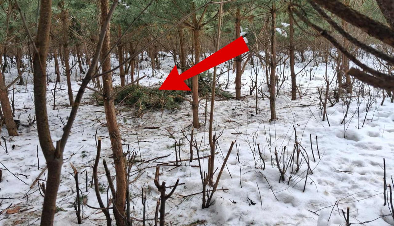 Środek lasu. I nagle taki widok. Leśnicy pokazali zdjęcie