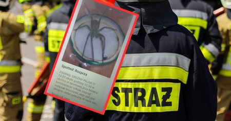 "Zaginął groźny pająk". Wpis wywołał natychmiastową reakcję. Oto finał