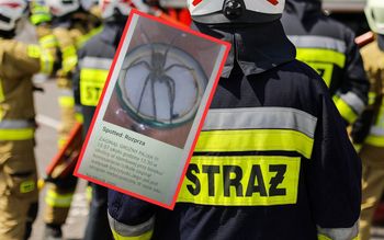 "Zaginął groźny pająk". Wpis wywołał natychmiastową reakcję. Oto finał